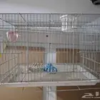 اقفاص طيور للبيع