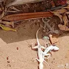 سم وزغ فتاك للوزغ قوي جدا