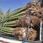 يوجدلدين جميع انواع انخل المثمره وزينه