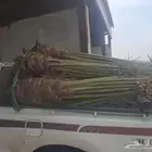 توجد 9حبات نخل 5صقعي و4نوايع بسعر مناسب منله رغبه بهن