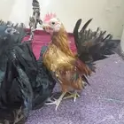 دجاج قزم