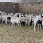 بربري مستورد تربيه شهرين ونص