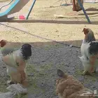 دجاجه براهما وحده للبيع مع ديك واحد وبحاله سليمه