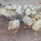 للبيع صوص بط العمر 25 يوم مطعم نضيف خالي امرااض