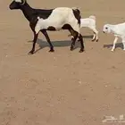 عنز خلفاء متاومه تحتها تيس وجفرة