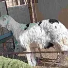 فحل نجدي عمره سته شهر