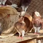للبيع حمام بلجيكي تب