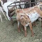 تيوس بلدي حبص ماشاء الله تبارك الله