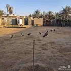 دجاج فيومي شبابي