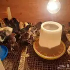 صوص بلدي فيومي