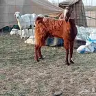 تيس فحل كفو مشروط سنها رباع