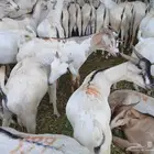 تيوس صومالي مستورد تربيه شهرين ونص ثنيان ربع لحم على الشرط