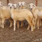 رخال حريات دفيع شرط