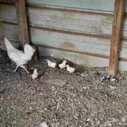 دواجن للبيع دجاج بط حجل