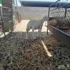 دوغير في المجمعه