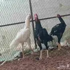 دجاج باكستاني للبيع