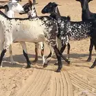 جفار بيشيات مرخ عددها 5 رؤس