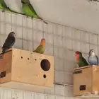 روز للبيع