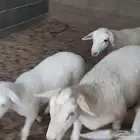 دوربر