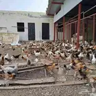 الباحه قلوه الشعراء دجاج بلدي للبيع العدد 800 دجاجه