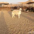 ماشاء الله تبارك الله طليان اثنين فحوله