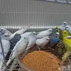 بادجي