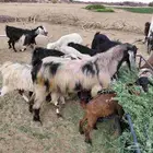 فحل بيشي وبلدي