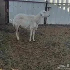 شاه حريه