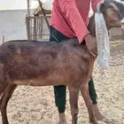 عنز ثنيه حايل ضهرها طيب