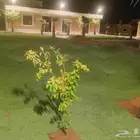 ثيل سي 2000 صافي وطبيعي درجة اوله يوجد تركيب وتوريد داخل الر