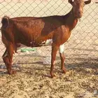عنز محايلية تحتها تيس