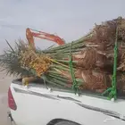 سلام عليكم ورحمة الله وبركاته نخل البيع