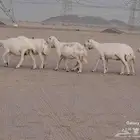 ضان حري دفيع على السونار شرط