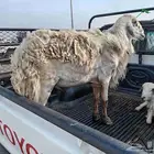 فحل حري مشروط