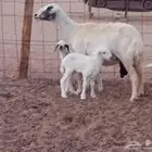 نعجه خلفاء متاومه تحتها 2 من البهم