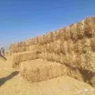 تبن قمح حويل