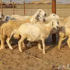 غنم حريات حرش دفيع ومضاريع عددها 10 رؤس