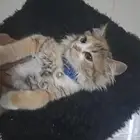 قطط للتبني