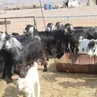 معزاء حري طيبة