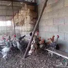 دجاج بشاير تركي فيومي ابراما رومي ست حبات كلهم بشاير لهم فوق