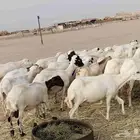 رفد مشاء الله تبارك الله