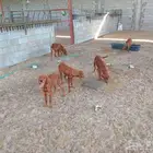 كلاب جولدن للبيع