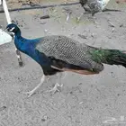طاوووس