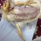 دجاجه نادره بأربعة أرجل للبيع