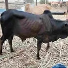 حسيل للبيع عمره 7 اشهر ممتاز مد وارتفاع ولون تبارك الله