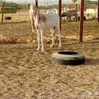 عنز دفيع على الشرط سنها سديس