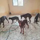 كلاب دوبر مان