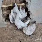 دجاج كويتي