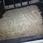ذره حمره ناعمه للبيع