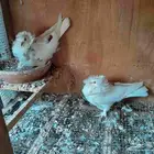 حمام بلجيكي للبيع